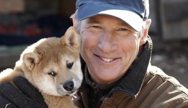 Древнейшая из собачьих пород акита-ину успела прославится на весь мир. Точнее прославил ее один из представителей — пес по кличке Хачико (Хатико). Хачико родился в 1923 году и щенком был взят в дом профессора Токийского университета — доктора Эйсабуро Уэно. Профессор был одинок и собака каждый день провожала его на станцию Шибуя, а вечером, в положенное время встречала хозяина. Но однажды случилась беда: профессору стало плохо прямо в здании университета и он скончался на работе. В возрасте всего лишь 1,5 лет Хачико остался без хозяина и вскоре перешел в руки друзей профессора. Но несмотря на это, он до конца жизни оставался преданным своему первому хозяину и каждый вечер неизменно приходил «встречать» его на станцию. После смерти собаки ей был воздвигнут памятник в районе станции Шибуя. А вы бы захотели иметь такого друга?