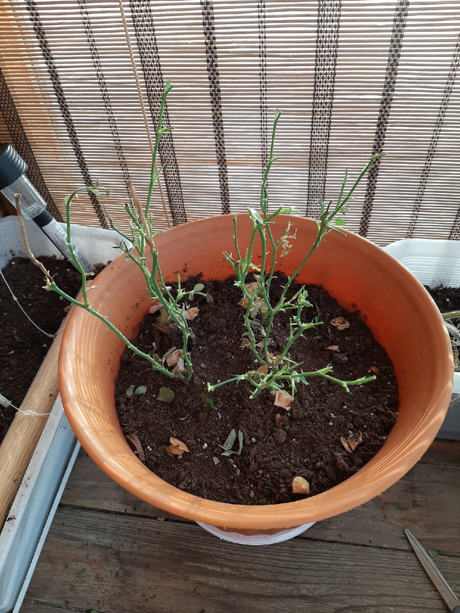 Жалко, конечно, но такова необходимость