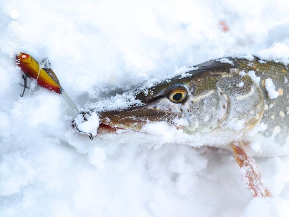 Судаки на льду: фото и секреты успешной зимней рыбалки