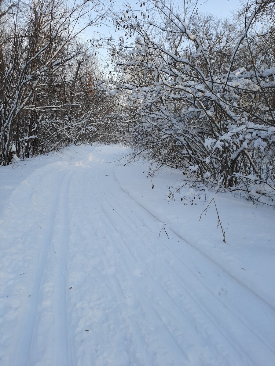 Зимний лес 