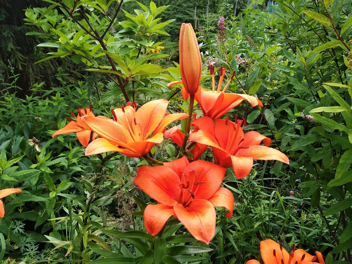 Лилия Brunello (Брунелло) \азиатские гибриды