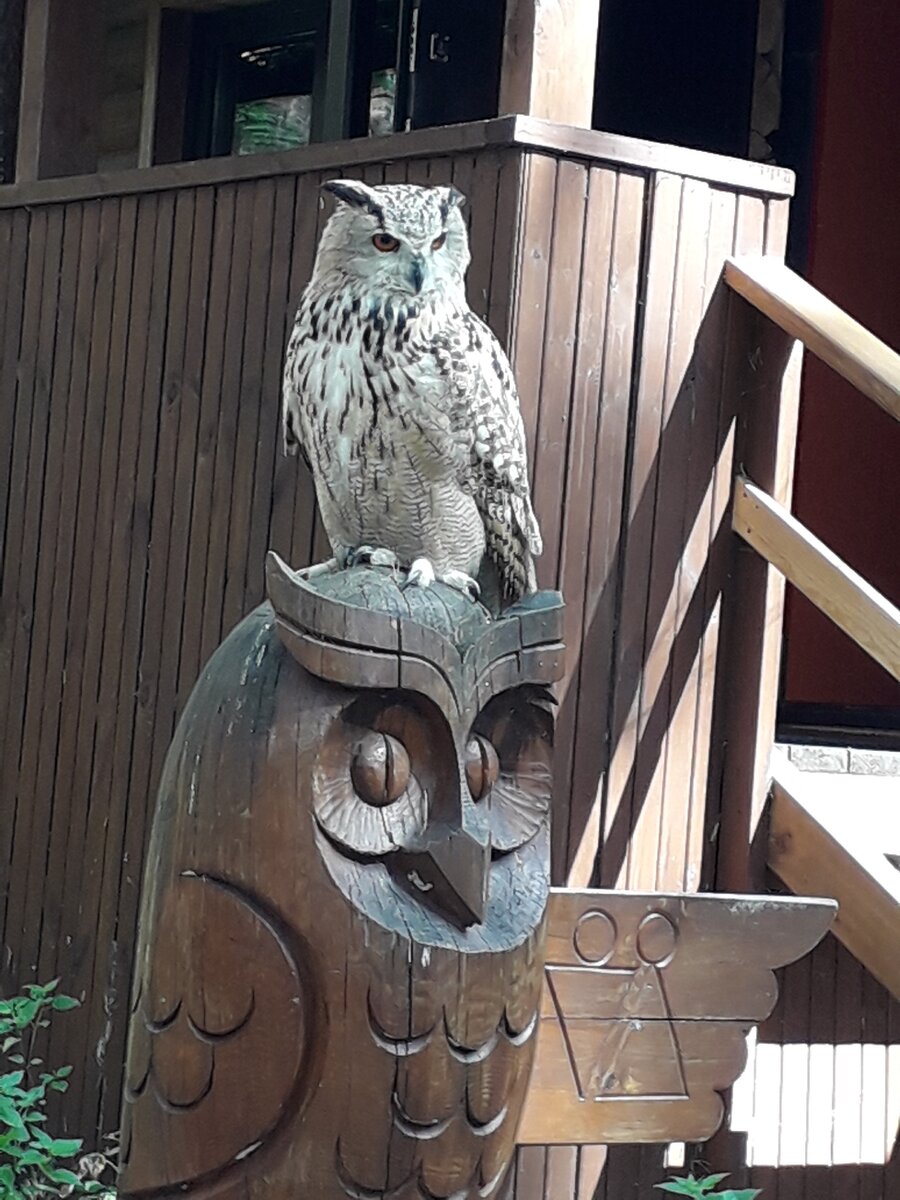 Филин. Фото автора.