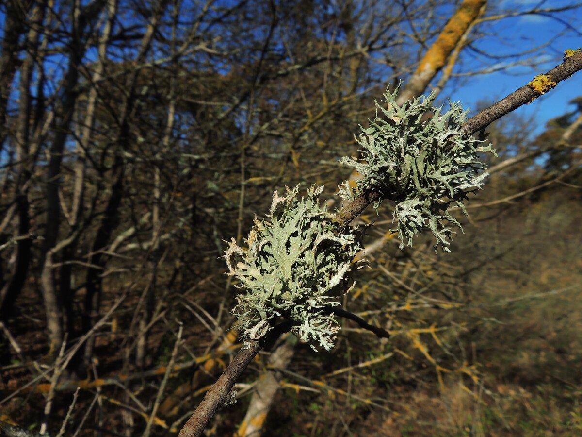 эверния сливовая (Evernia prunastri)