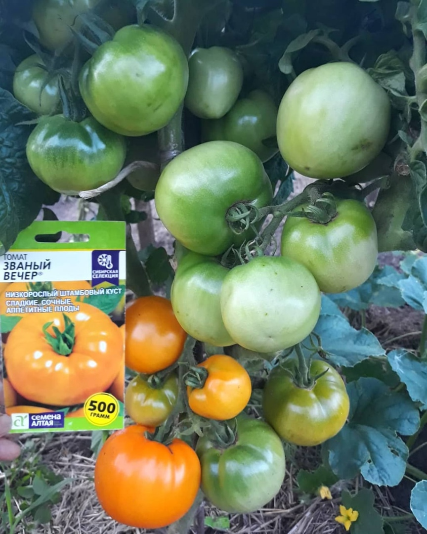 сорт помидор званый вечер. томат званый вечер. помидоры званый вечер.