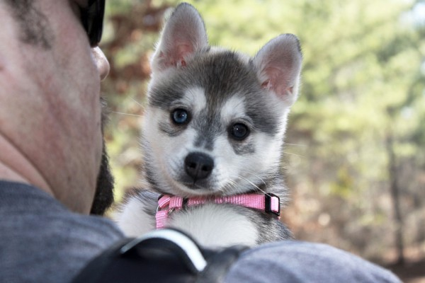 Аляскинский кли-кай