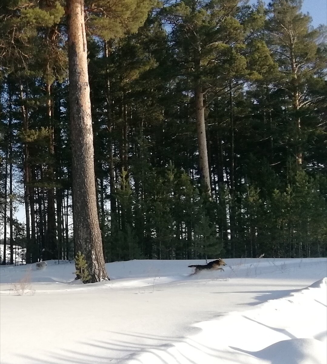 Рекс преследует нарушителя. 