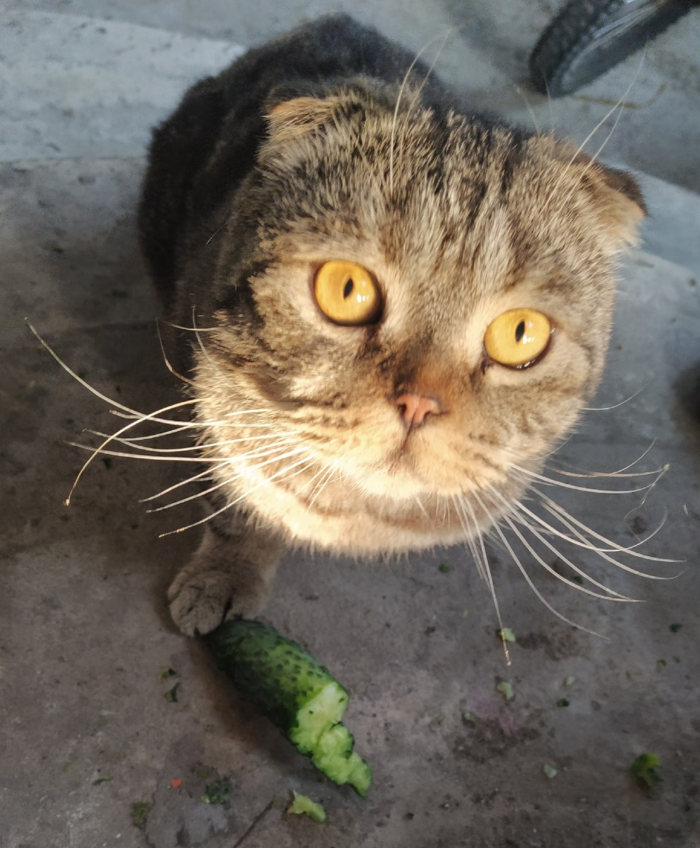 Талантливо чихающий кот