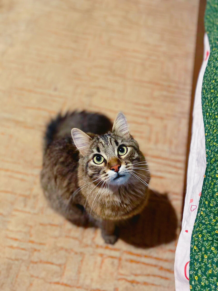 Наш кот Гася