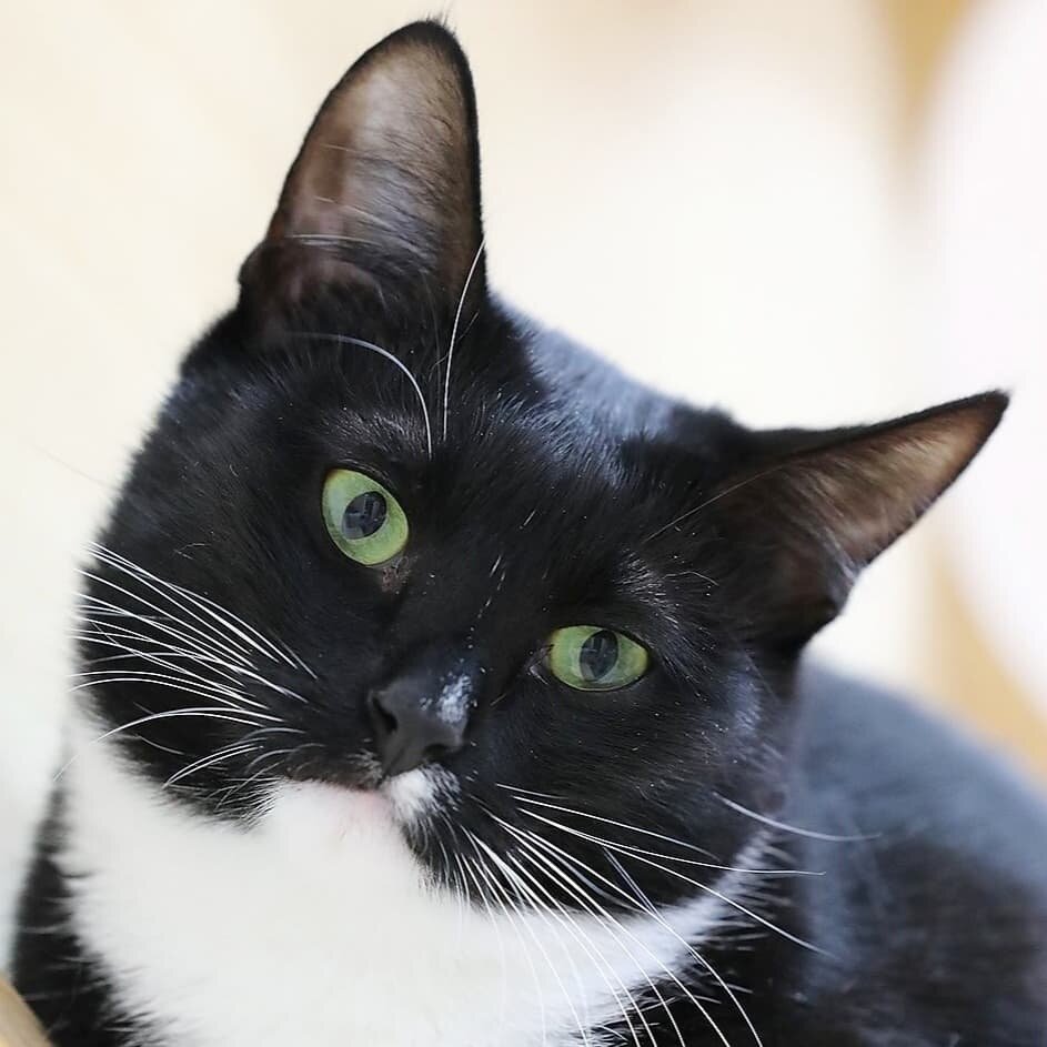 Красотка с мушкой на верхней губе