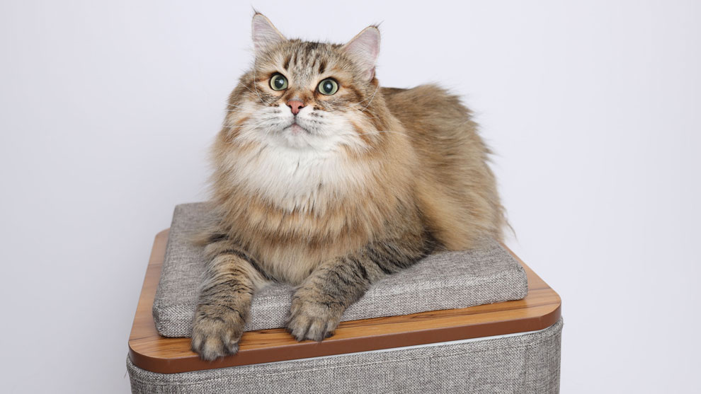 Сибирская кошка