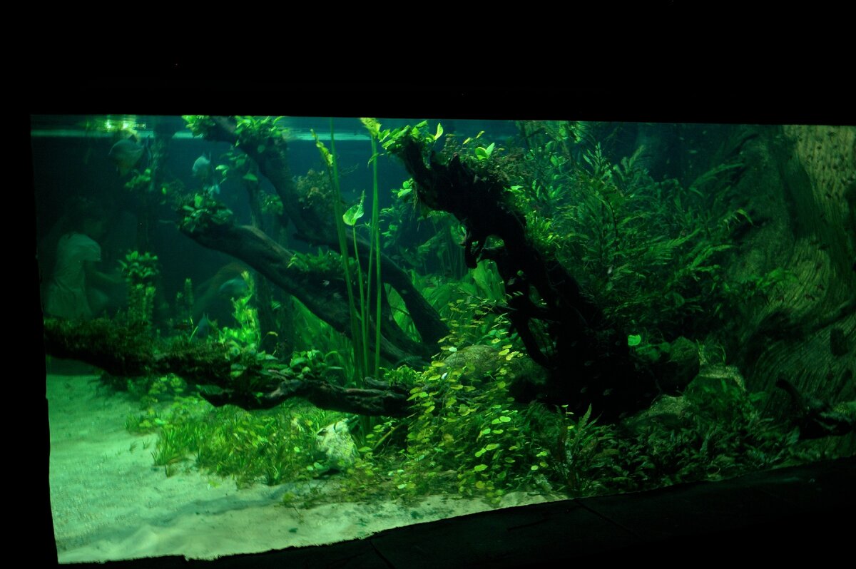 Автор фото: https://www.flickr.com/photos/ghostsword/ 