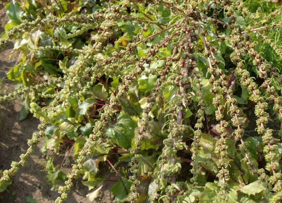 Фото с Яндекса.   Семена свеклы.