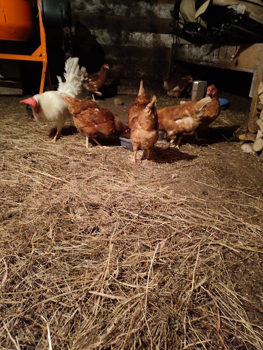 Бедный петушок совсем устал