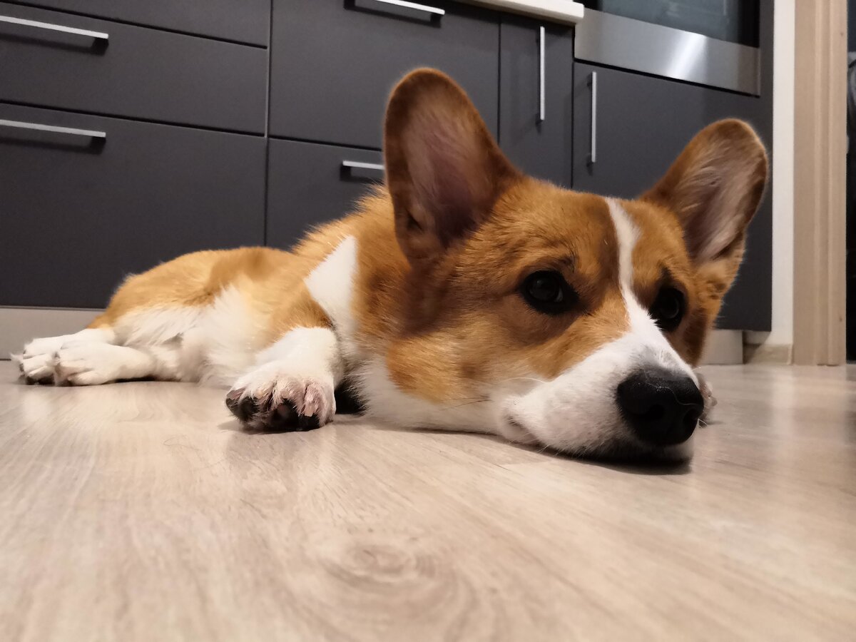 Злодей-Мерлин после прогулки не очень хотел пить рвотный раствор