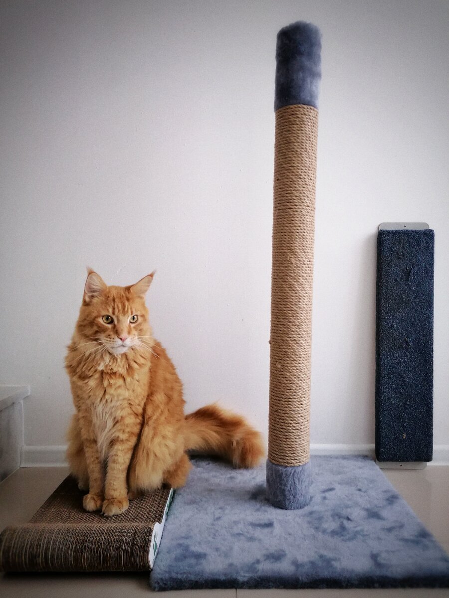 Выбираем когтеточки для кошек