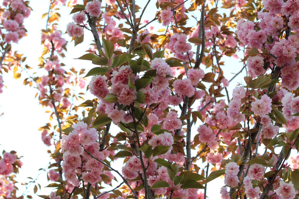 Ботанический сад имени Н.В. Багрова, фото автора. Листайте карусель