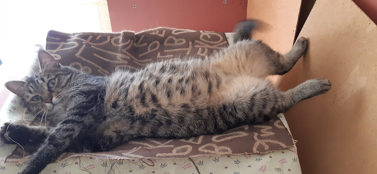 Кузя устроил себе лежанку на кухне, лежит наверху кучи мебели из зала.