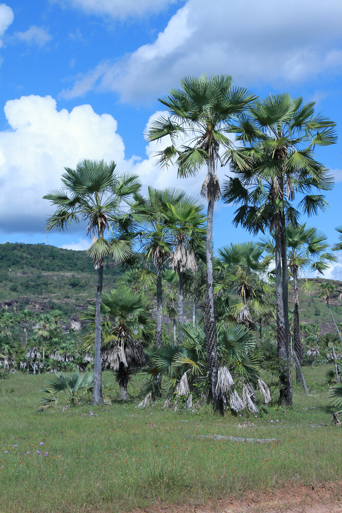 Карнаубская пальма (Copernicia cerifera)
