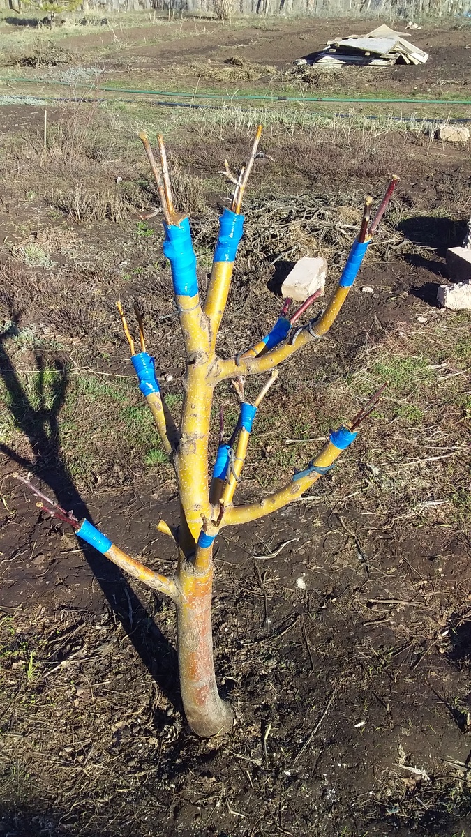 Яблонька . Большие надежды.