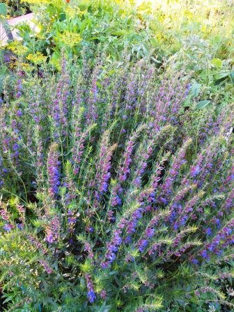 Иссоп. Июль 2021.