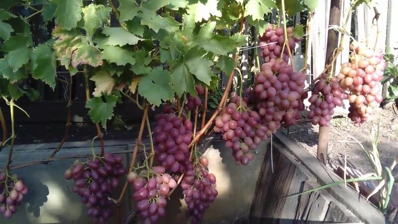 Виноград Сокол купить, отзывы, фото, доставка - СПКубани Совместные покупки Крас