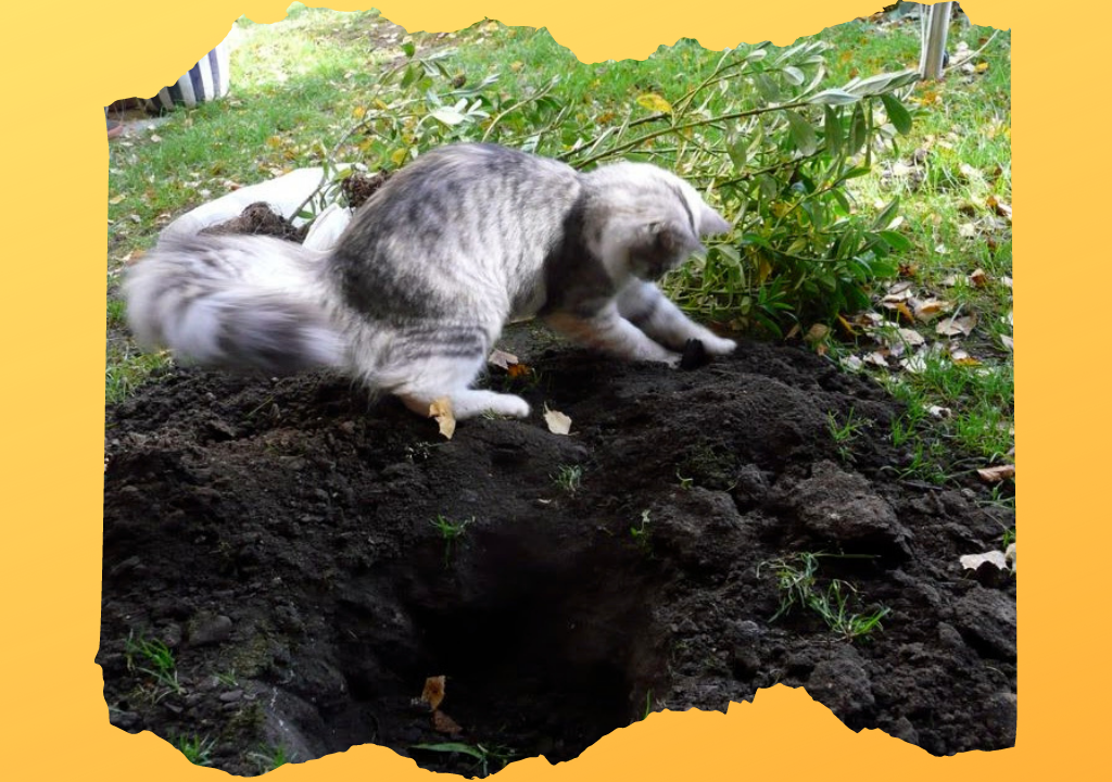 Фото из общедоступных источников