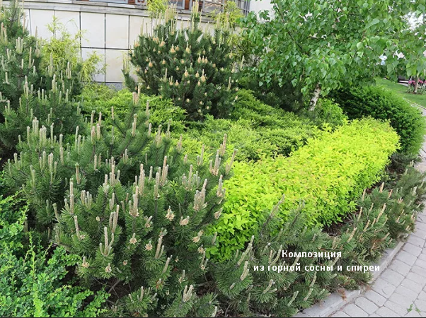 Композиция вдоль жилого комплекса Euro-plant. Фото из открытого источника