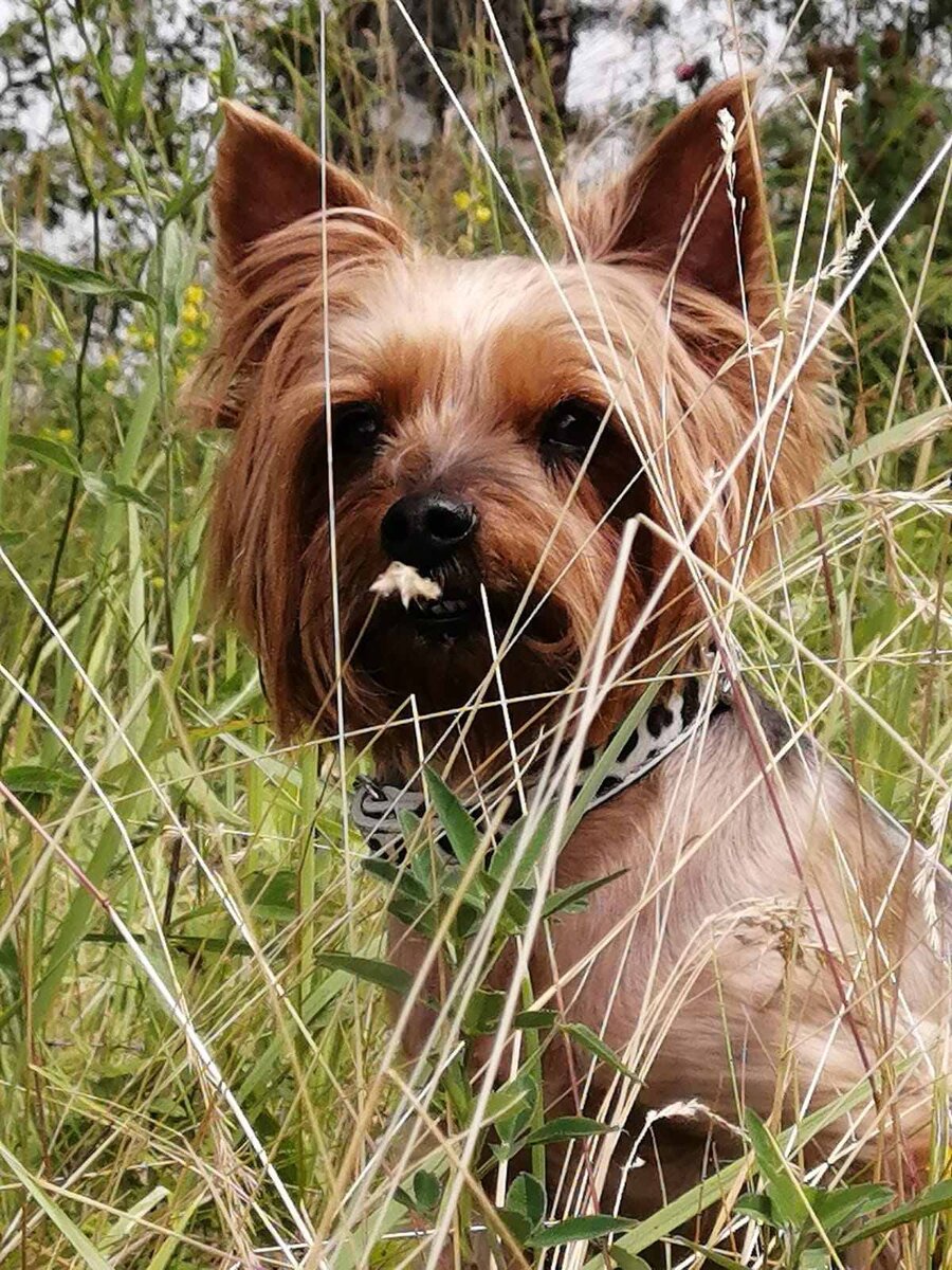 Красавица Жуля.