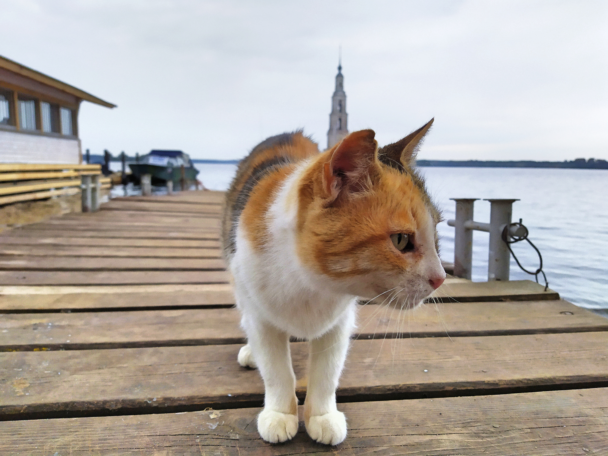 Котики России.))5