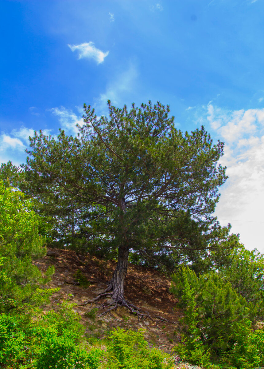 сосна Крымская