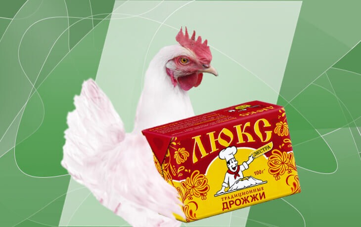 Зачем дрожжи курам-несушкам и бройлерам? Рецепт дрожжевания корма
