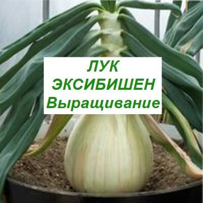 лук Эксибишен — выращивание из семян