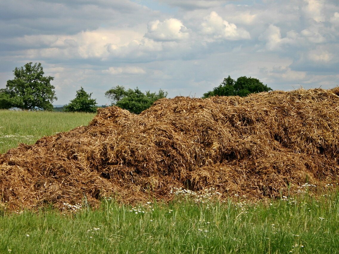 Фото: pixabay.com