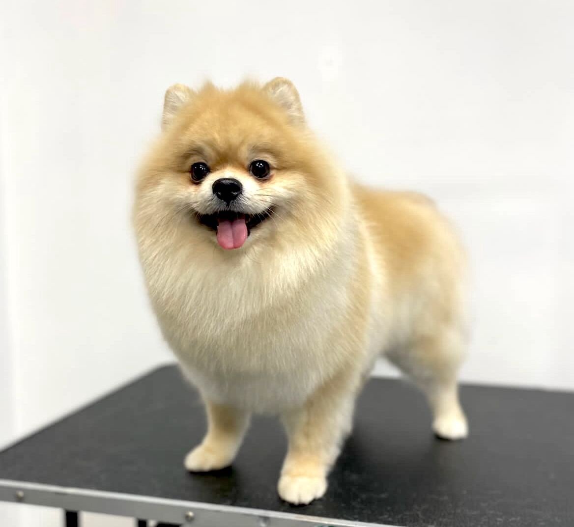 Шпиц Бусинка в нашем груминг салоне