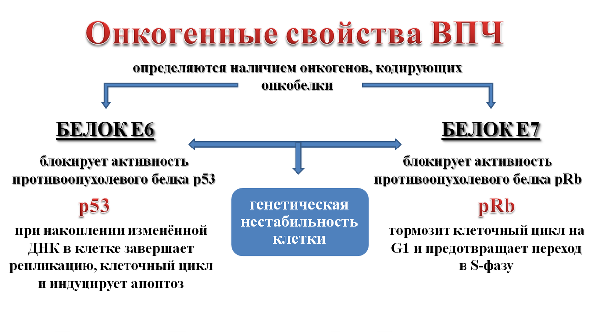 Штаммы впч высокого онкогенного риска. Пути передачи впч высокоонкогенного риска. Типы впч высокого онкогенного риска. Вирус папилломы человека онкогенного типа. Вирус папилломы человека высокоонкогенного типа.