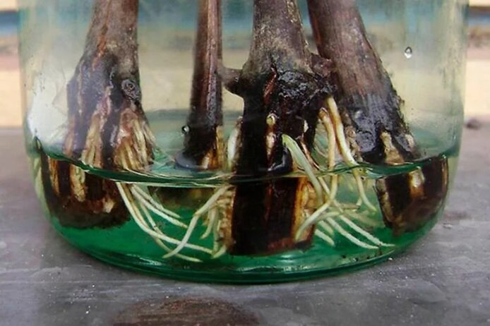 Черенки, давшие корни