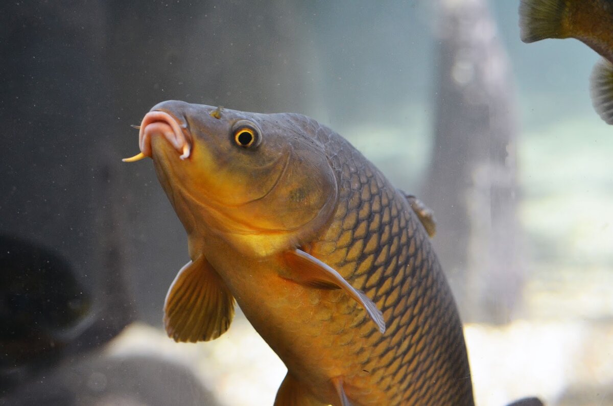 Карп и другие рыбы. Сазан рыба. Рыба Карп сазан. Карп (Cyprinus Carpio). Сазан, обыкновенный Карп.