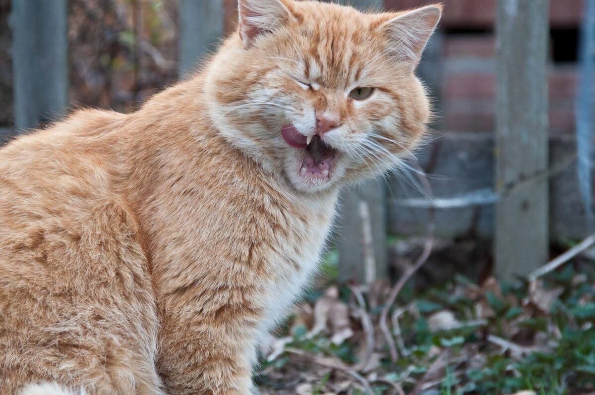 деревенский кот (Яндекс фото)