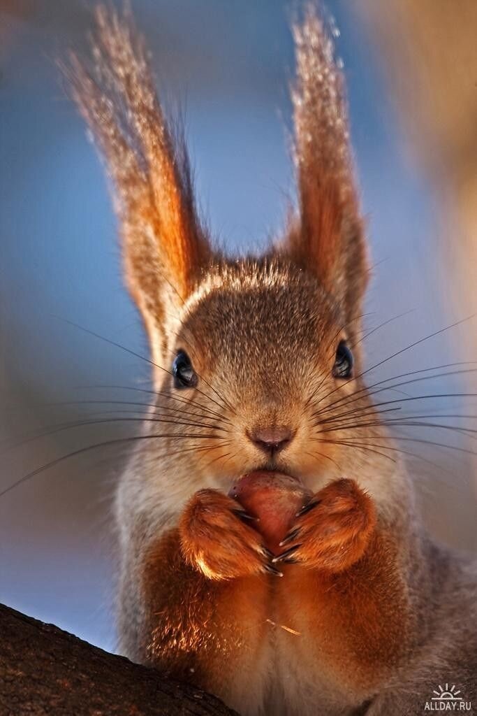 Фотография взята с просторов интернета. Она очень точно отображает мой внутренний мир и даже немного внешний. Благодарю авторов за чудесное фото.