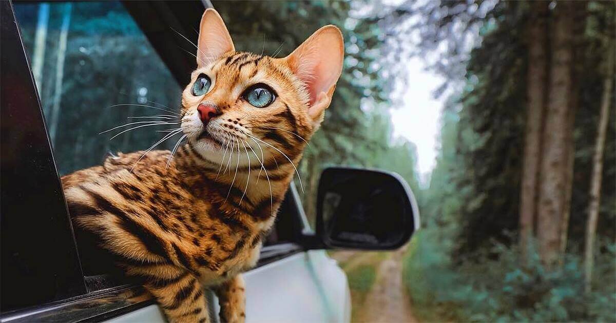 Как кошки находят дорогу | Petshop Journal | Дзен