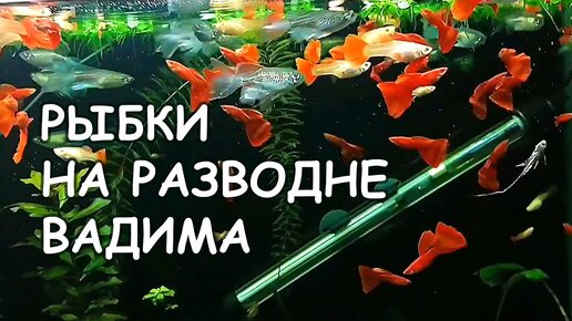 Красивые рыбки на разводне Вадима