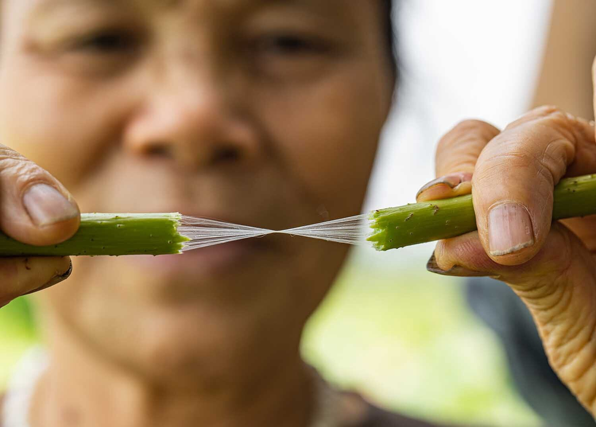Его сорвали и вытянули жилы.