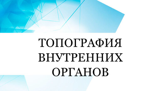 ТОПОГРАФИЯ ВНУТРЕННИХ ОРГАНОВ