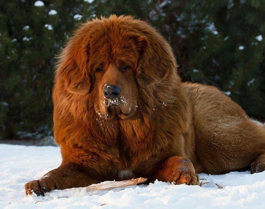 Огромная собака порода. Тибетский мастиф. Собаки породы тибетский мастиф. Мастиф тибетский мастиф. Сибирский мастиф.