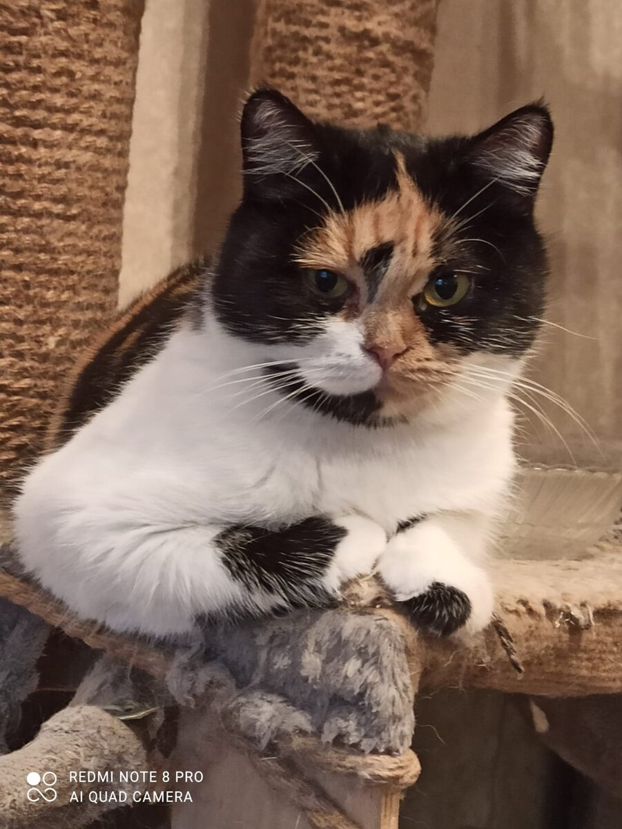 И кошка сама очень красивая!