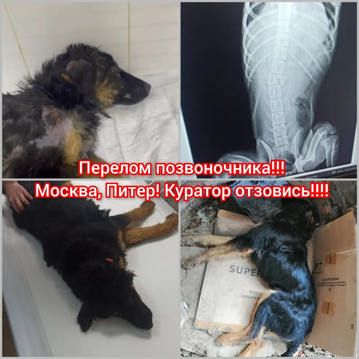 МОСКВА!! ПИТЕР!! ОТЗОВИТЕСЬ ЛЮДИ!!! ОТКЛИКОВ НЕТ ВООБЩЕ!!! 
УСЫПЛЕНИЕ!??? 
5 суток ,битый щенок пролежал на Быковской трассе, всем было всё равно!! На ушке красная бирка, кто-то стерилизовал за счёт администрации и вернул в естественную среду обитания, но с малышкой случилась беда... 
Сбила машина.. Заживо ели опарыши! Отвезли в клинику, но что дальше? Нет куратора, за 2 дня, огромный счёт на 13 000. Кто будет его оплачивать?... 
Прошу репостов! Куратор найдись!! 
Найдём вариант доставки в другой город. В Волгограде есть передержка, но без куратора и средств она естественно не возьмёт.. 
По всем вопросам 
Писать 8 960 892 17 31 Ватсап, вайбер. 

Также клиника требует закрыть долг.... 👇
💳Карта сб 2202 2024 6687 1666
Прикреплена к номеру 89178312475 (НЕ ДЛЯ ЗВОНКОВ!) на имя
Елена Леонидовна Т.
💳 Карта Тинькофф 5213243915883746 на имя Елена Леонидовна Т.
💳 Карта ВТБ  2200 2404 4782 2665 на имя Елена Леонидовна Т
💰Киви-кошелек 8 960 892 17 31
📱Голодный номер 8 960 892 17 31
☎️ 8 960 892 17 31
По поводу переводов из-за границы,  работает корона пей. Пишите в личку
https://vk.com/club197011667
Фин отчёт в обсуждениях