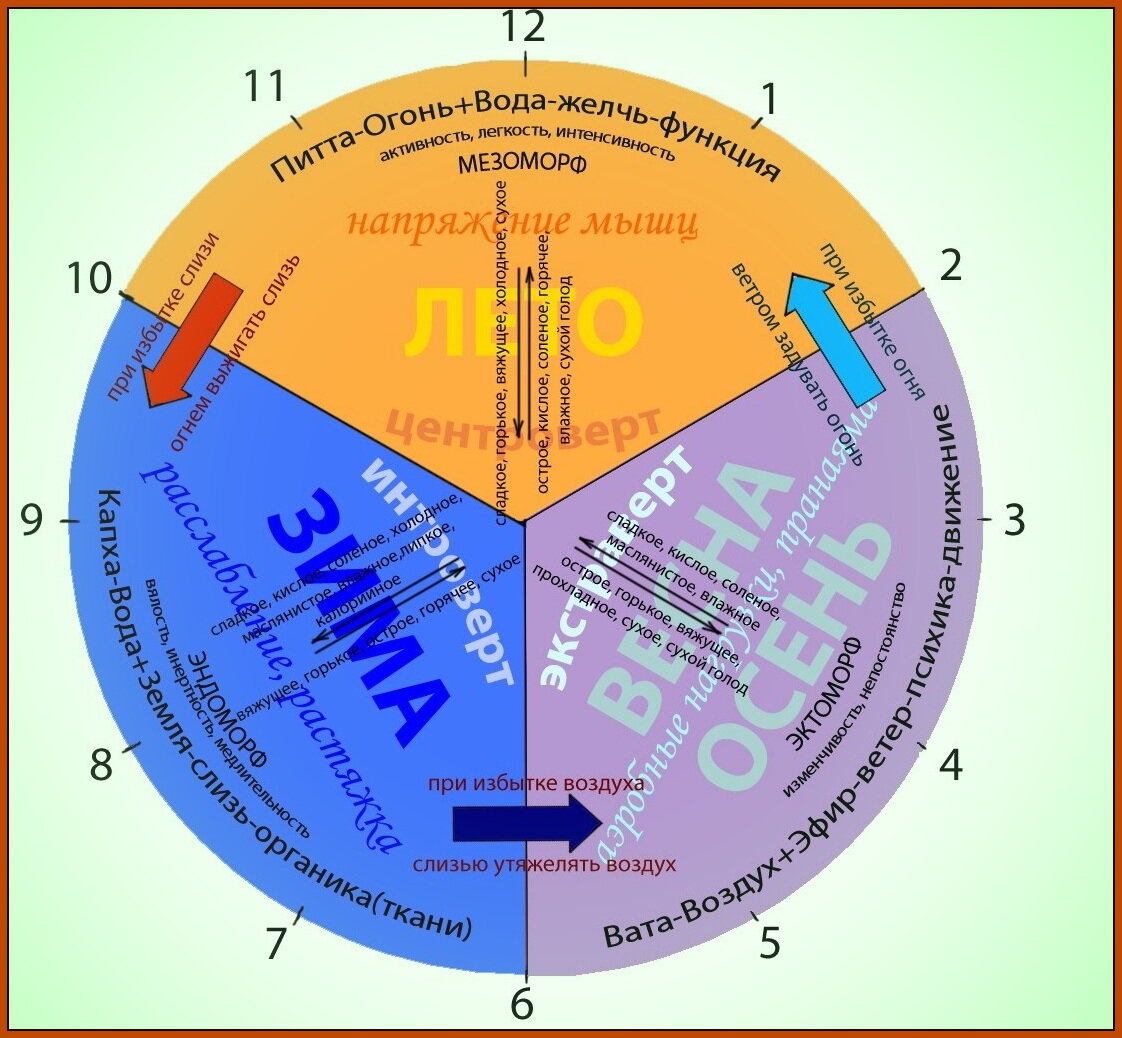 Время и органы человека. Биологические ритмы по аюрведе. Часы по аюрведе. Аюрведа режим дня. Биологические часы по аюрведе.