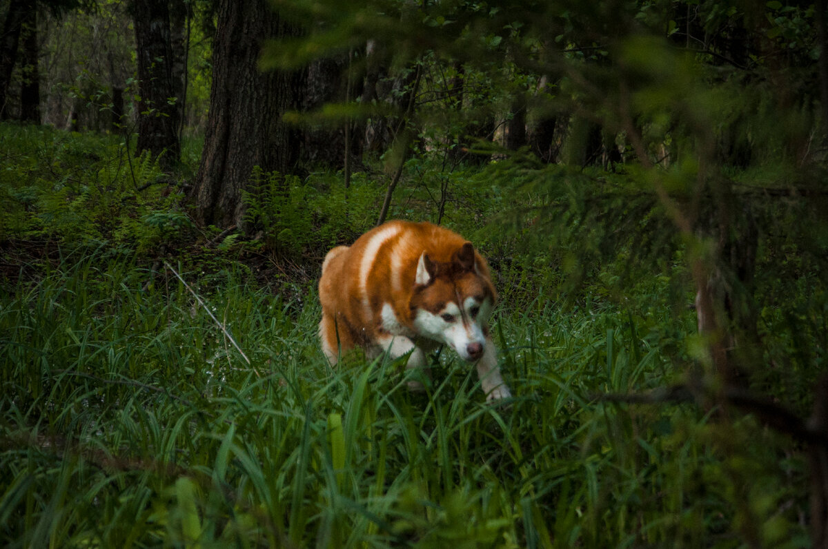 Рыжий волчище в летней зелени