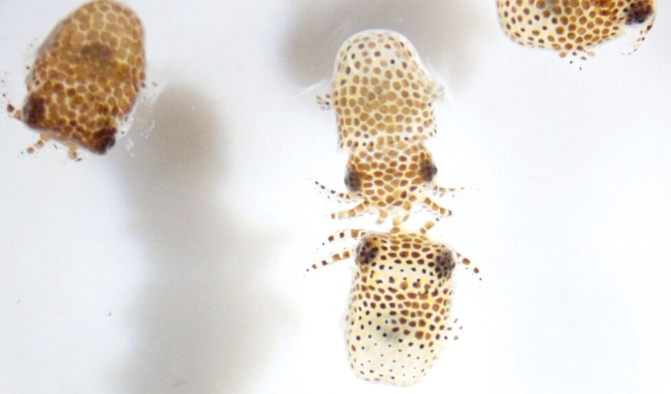 Молодь кальмара-бобтейла плавает в морской воде сразу после вылупления. Джейми С. Фостер/НАСА