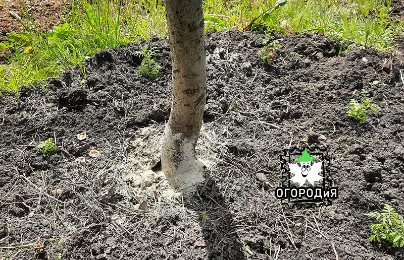 Ствол посыпанный Невредином, расход небольшой